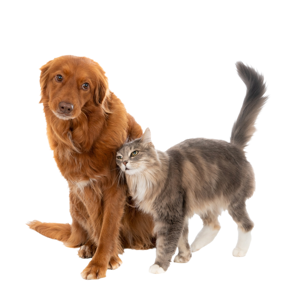 Happy dog and cat with raised paws